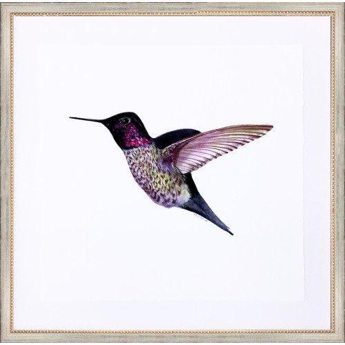 CD- HUMMINGBIRD 3